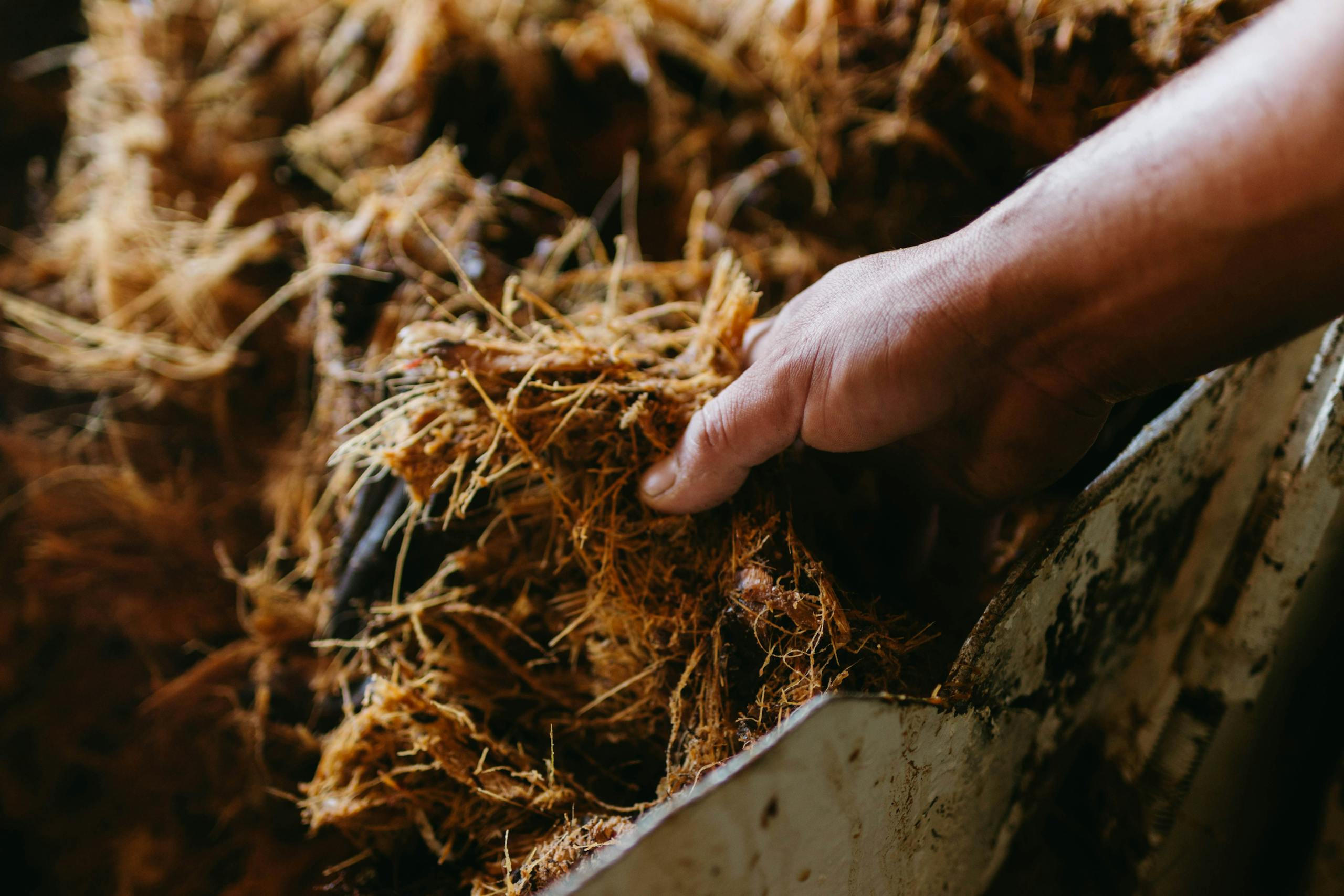 Close-up of a hand interacting with shredded agave fibers in tequila production.