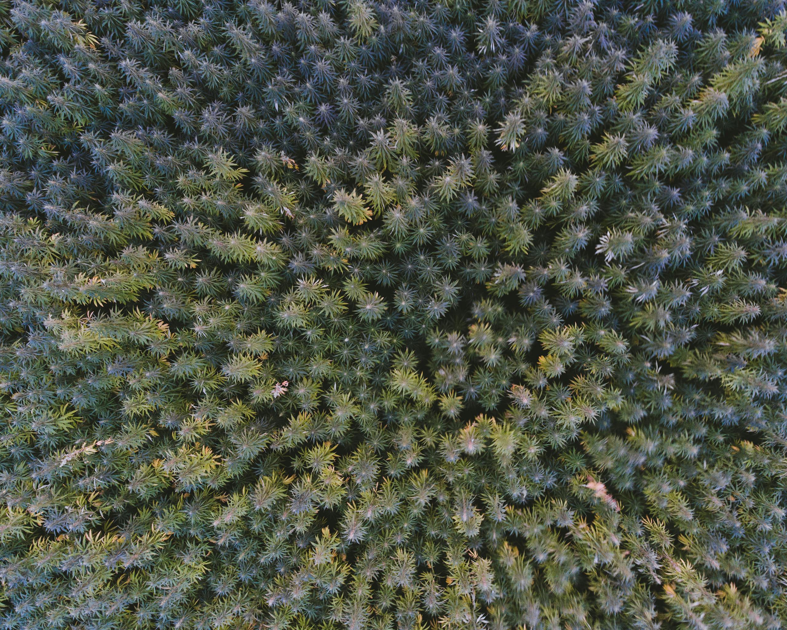 Explore the top-down view of a lush hemp field captured by drone photography.